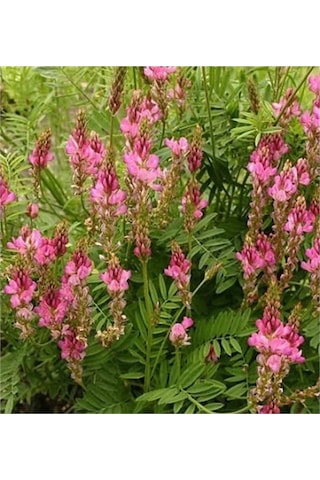 Korunga Tohumu Arı Otu Tohumu 1 Kg