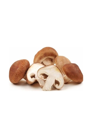 100 Gram Shiitake Mantar Tohumu Miseli