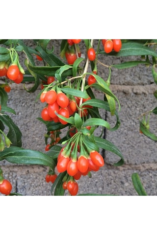 4 Adet Tüplü Nadir Çeşit Goji Berry Kurt Üzümü