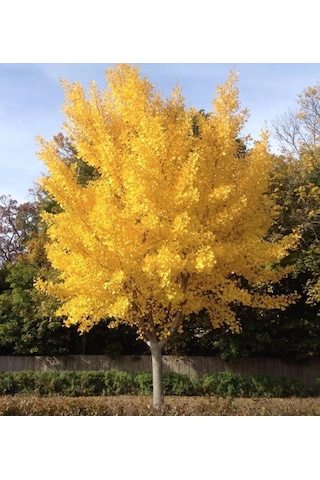 Mabet Ağacı Fidanı Ginkgo Biloba - 1-2 Yaşında Dayanıklı Ve Şif