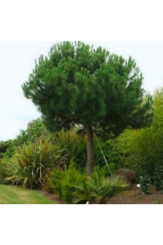 Fıstık Çamı [20*40]cm boylarında tüplü