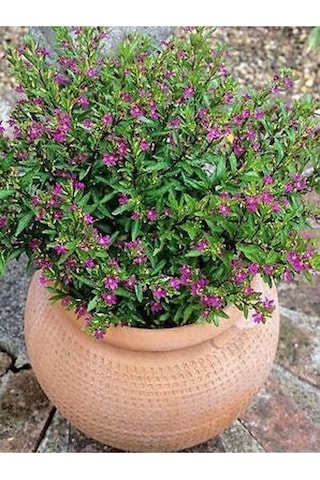 Kufeya Cennet Çiçeği Mor - Cuphea Hyssopifolia 20-30cm İç Mekan Bitkileri