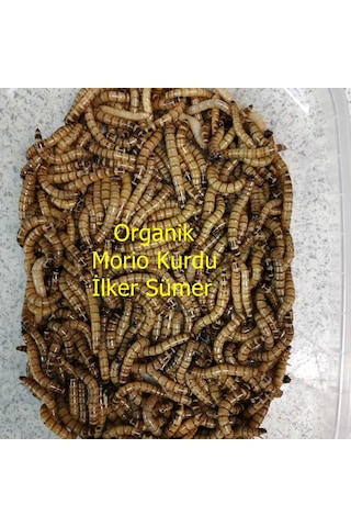 Morio Kurdu Yem 50  Adet