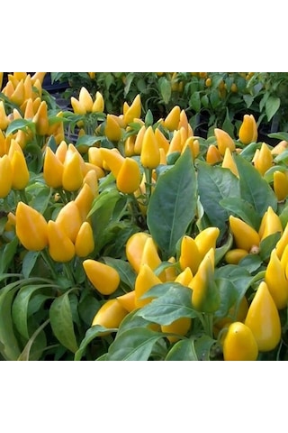 Doğal Geleneksel Angels Yellow Turşuluk Sarı Acı Biber Tohumu 10 Tohum
