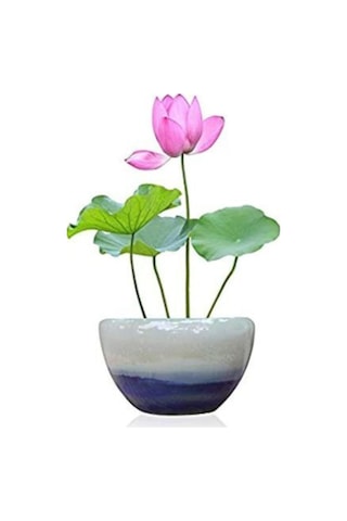 Nadir Ithal Lotus Tohumu 2 Tohum Lotus Çiçeği Tohumu Nilüfer Tohumu Su Zambağı Tohumu Zambak Tohumu