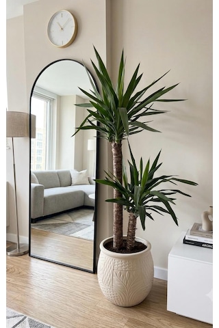 Ceka Botanik Çift Gövdeli Yuka Yucca Bitkisi - Modern Salon Ve Ofis Çiçeği