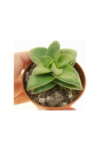 Crassula Springtime 20 Adet