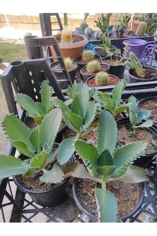 Peygamber Gözyaşı Kaşık Aşkın Gözyaşı 10-20 Cm