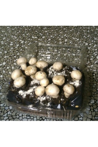 Kültür Mantarı Deneme Kiti Kompostu 2 Adet