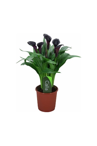 Gala Gelin Çiçeği Calla Lily - Bordo 10-20 Cm