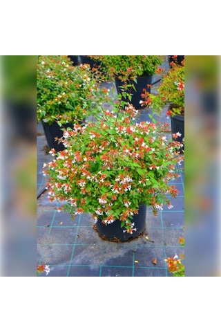 Abelya-büyük Çiçekli Kelebek Çalısı Abelia Grandiflora 20-40 Cm