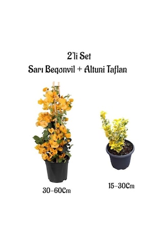 Sarı Renk Sarmaşık Begonvil Çiçeği+altuni Taflan Çit Bitkisi Saksılı Dış Mekan Bitkileri