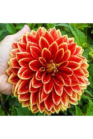 10 Adet Karışık Dahlia Çicek Tohumu 10 Adet Hediye Karışık Renk Gül Tohumu