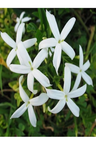 Mis Kokulu Arap Yasemini Fidanı1 Adet 70-150cm Saksılı Arabian Jasmine Seedling