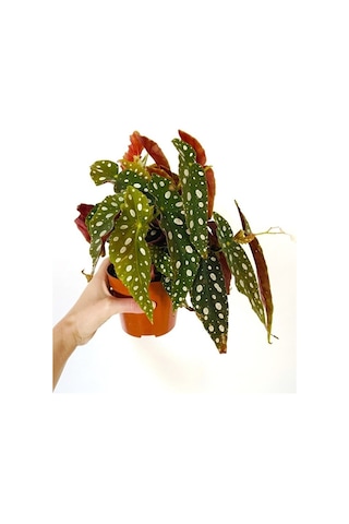 Thebestonline Begonia Maculata / Çilli Begonya