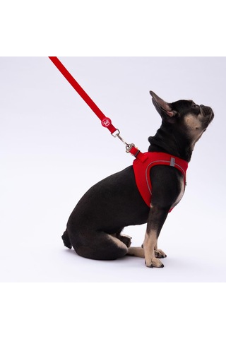 Pawstar Kırmızı Leash Kedi Köpek Sevk & Gezdirme Kayışı Köpek Uzatma Tasması Kırmızı