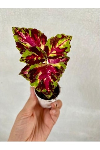 Sihirbaz Yaprak Güzeli Çiçeği Saksılı Kolyos-kolyoz 10-20 Cm