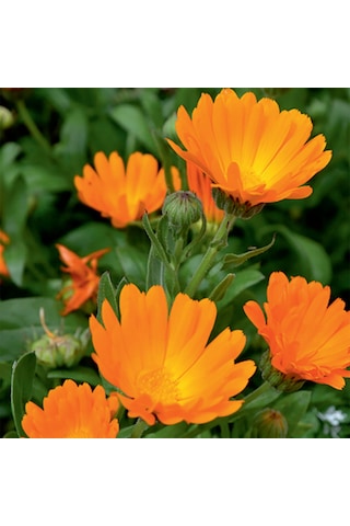 Portakal Nergisi Çiçek Tohumu 30 Adet