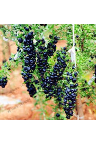 2 Adet Goji Berry Fidanı Siyah Renk Tombul Meyve Tüplü 1 Yaş 12 Ay Dikebilirsiniz....