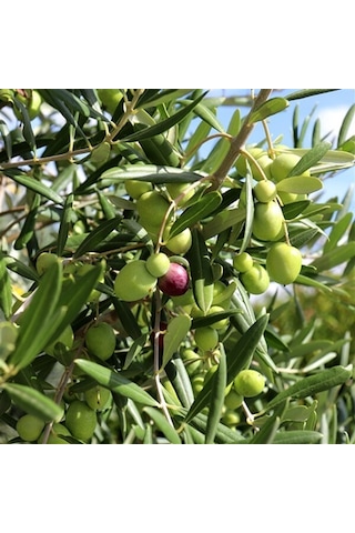 Gemlik Zeytin Fidanı Trilye Zeytini