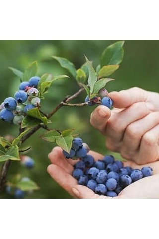 Bizim Yöresel Yaban Mersini Reçeli 460 G