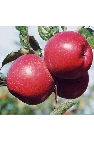 5 Yaş, Aşılı Elma Fidanı FUJİ ZHEN AZTEC, Torbada