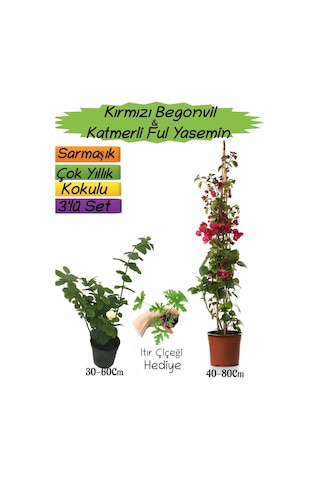 Kırmızı Renk Begonvil+katmerli Ful Yasemin+ıtır Çiçeği Hediyeli 3'lü Peyzaj Seti