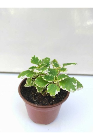 Adaçayı Kokulu Sarkıcı Sukulent Beyaz Alacalı Benjamin Variegata Plectranthus Madagascariensis