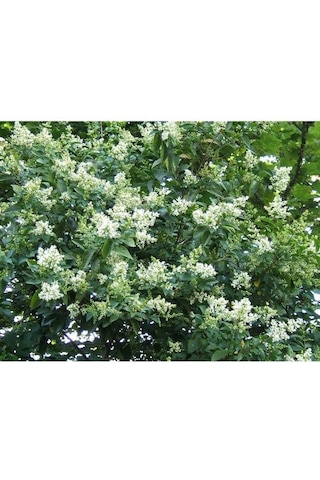 Fidan & Peyzaj - 10 Adet Ligustrum / Kurtbağrı /çit Bitkisi 1yaş