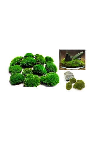 KAYA YOSUNU MOSS 1000 cm²  - TERARYUM ZEMİNİ CANLI YOSUN