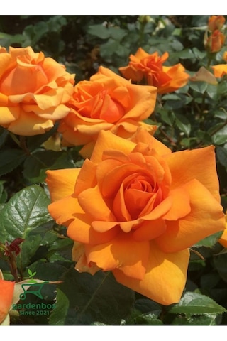Canlı Turuncu Renk Bahçe Gülü Yediveren 30-40cm Rose