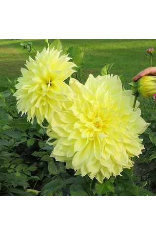 Sweet Sarı Kelvin Floodlight Dahlia Yıldız Çiçeği Yumrusu 1 Adet
