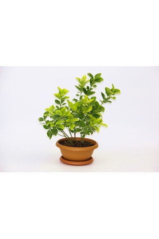 Bonsai Euonymus Japonica Aurea Ev Ofis Bitkisi