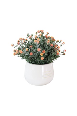 Kasımpatı Krizantem Chrysanthemum Karışık Renk Saksılı 10-20 Cm