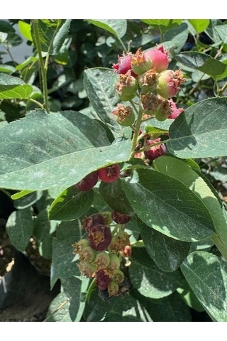 3 Yaş Tüplü Saskatoon Berry Northline 80-100 Cm