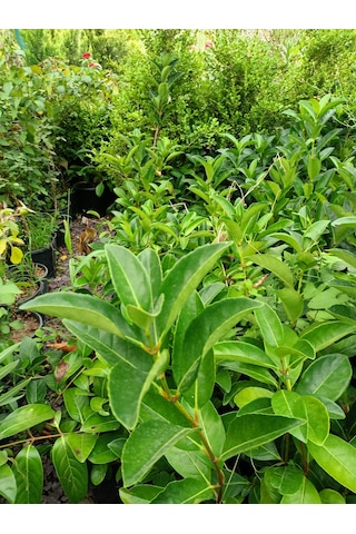 Yeşil Deniz Fidancılık Lisidum Kartopu Fidanı 50-100 Cm