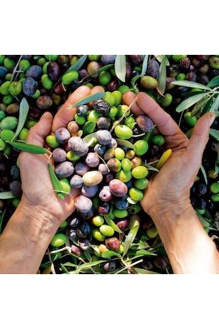 Susuzluğa Dayanıklı Sofralık Nizip Yağlık Zeytin Fidanı 10-20 Cm