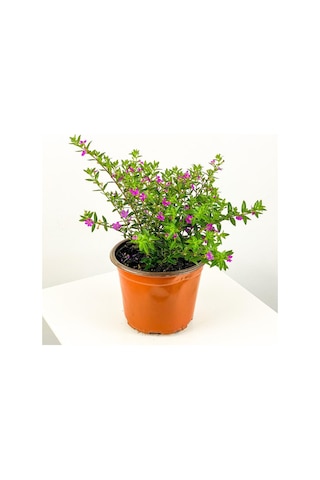 Beyaz Kufeya Çiçeği Fidanı 10-20 Cm