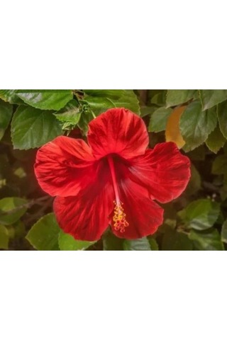 Kırmızı Japon Gülü Çiçeği Fidanı 40-60cm Saksılı Çiçekli Bodur Bitkiler Japanese Rose