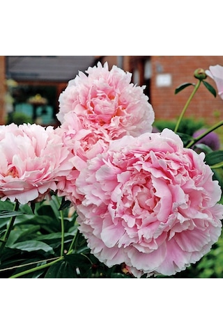 Peonies Festiva Maxima Pink Şakayık Çiçeği Yumrusu-Rizomu 1  Adet