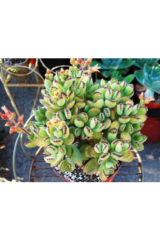Cotyledon Tomentosa Sukulent Bitki Ayı Pençesi