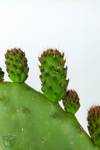 Dikenli İncir 3 Adet Saksısız Çelik Hint İnciri Kaynana Dili Frenk Yemişi Kürek Yemişi