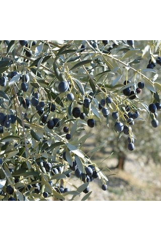 İthal Tüplü Yabancı Menşei Avustralya Ligurian Zeytini Fidanı
