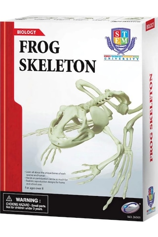 Kurbağa İskeleti Bilim Seti