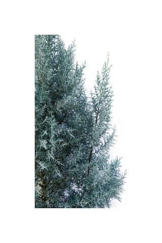 Mavi Servi Çam Fidanı