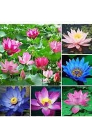5 Adet Karışık Renkte Lotus Tohumu Nilüfer Tohumu