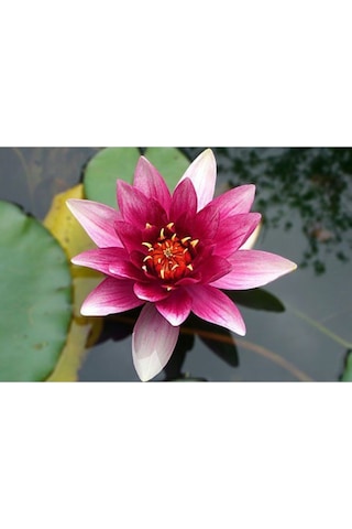 Lotus Çiçeği Tohum Nilüfer Çiçeği Tohumu 1 Adet Tohum