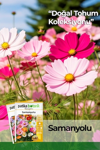 Patika Botanik 30 Adet Samanyolu Cosmos L. Çiçek Tohumu