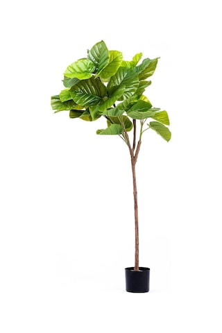 The Mia Yapay Ficus Umbellata Ağacı Yeşil 150 Cm