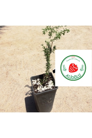 2 Adet Siyah Renkli Goji Berry Fidanı